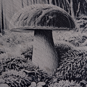 Dessous de plat – Bolet